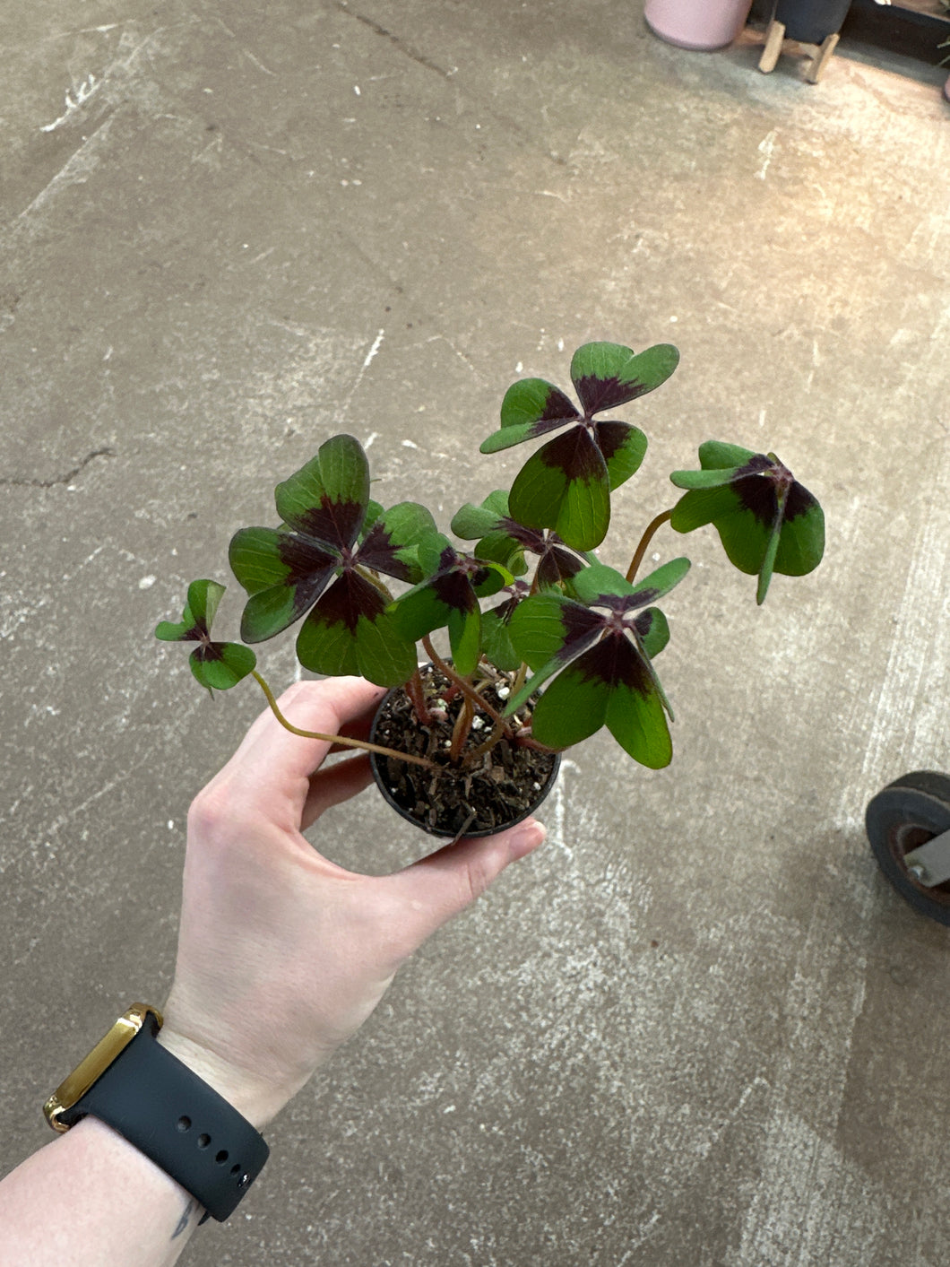 Oxalis tetraphylla 'Iron Cross' 2