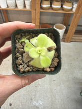 Load image into Gallery viewer, Pinguicula agnata El Lobo 2" - Butterwort