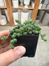 Load image into Gallery viewer, Senecio 'rowleyanus' 2" - String of Pearls