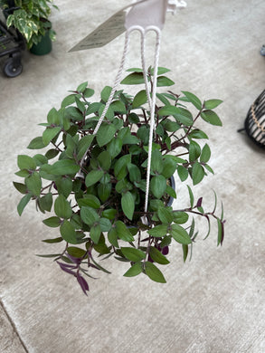 Tradescantia chrysophylla 6