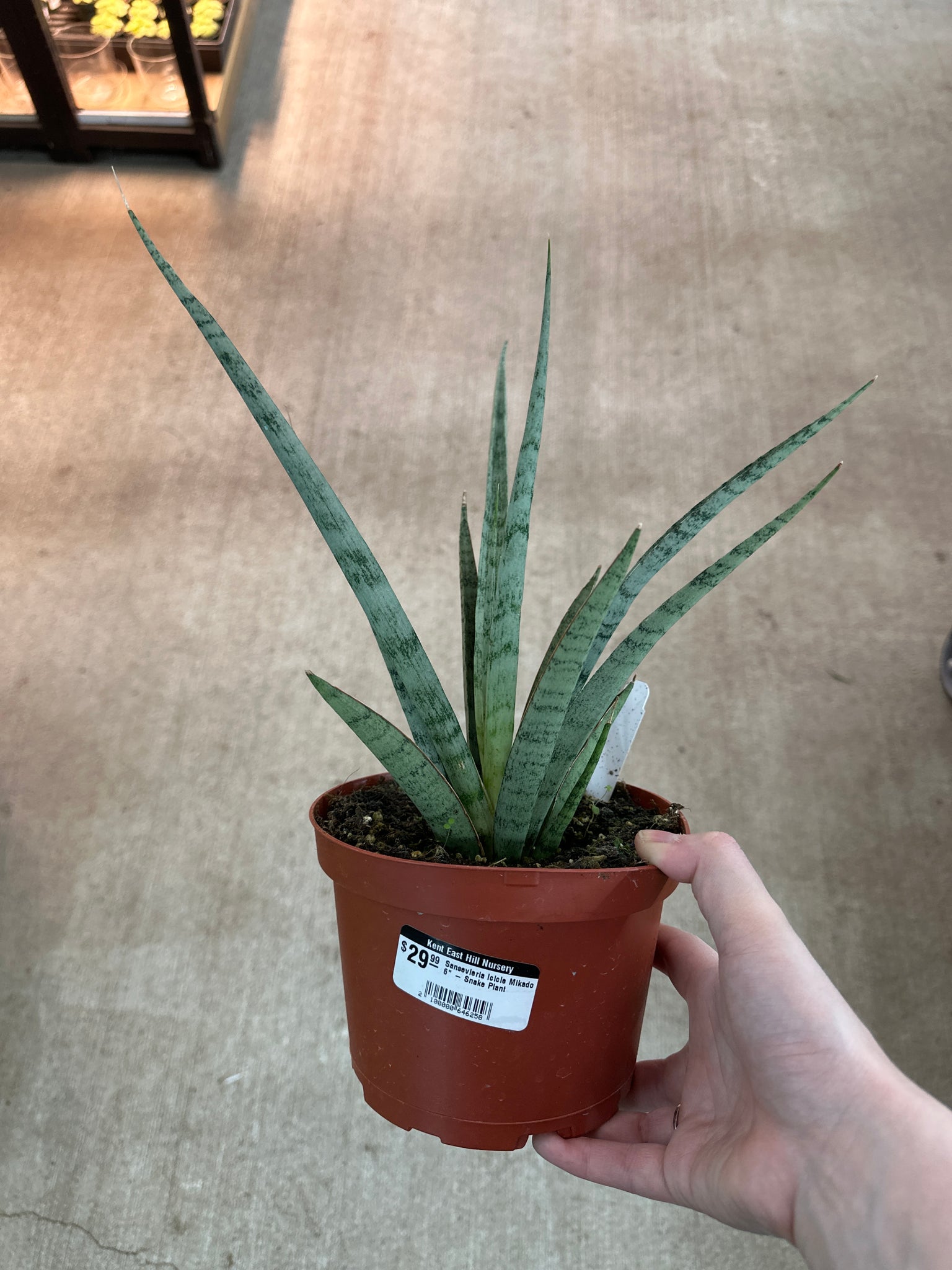 snake plant mikado Sansevieria Icicle Mikado 6"