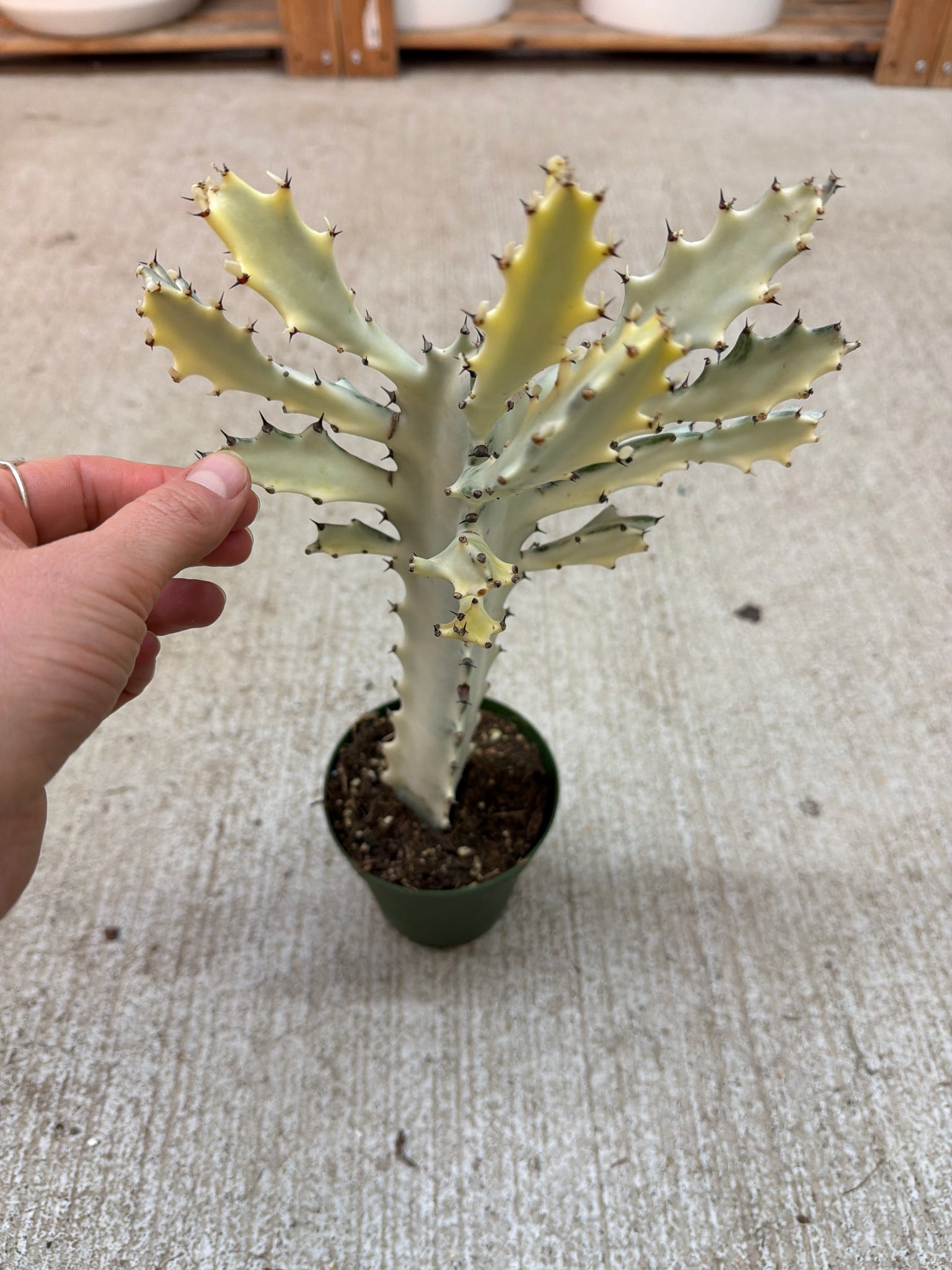 white ghost succulent Euphorbia Lactea 'White Ghost' 4" – Kent East Hill Nursery