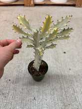 Load image into Gallery viewer, Euphorbia Lactea 'White Ghost' 4"