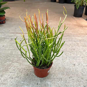 Euphorbia tirucalli 'Sticks on Fire' 6"