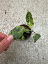 Load image into Gallery viewer, Philodendron gloriosum variegata 2"
