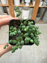 Load image into Gallery viewer, Senecio 'rowleyanus' 2" - String of Pearls