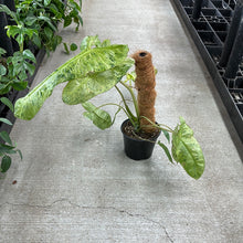 Load image into Gallery viewer, Philodendron Paraiso Verde 6&quot;