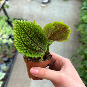 money plant nursery near me Pilea 'Moon Valley' 2.25"