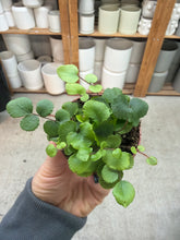 Load image into Gallery viewer, Pellaea rotundifolia 2.25" - Button Fern