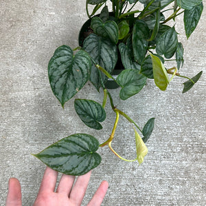 Philodendron Branditianum 6"