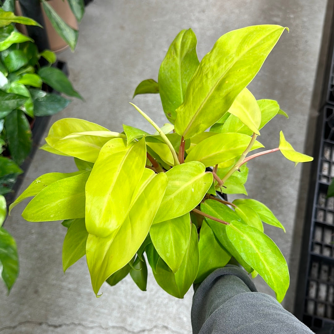large lemon lime philodendron Philodendron Lemon Lime 6" – Kent East Hill Nursery