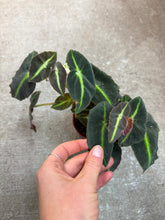 Load image into Gallery viewer, Begonia listada 4&quot;