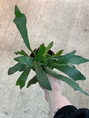 Platycerium sp. 4