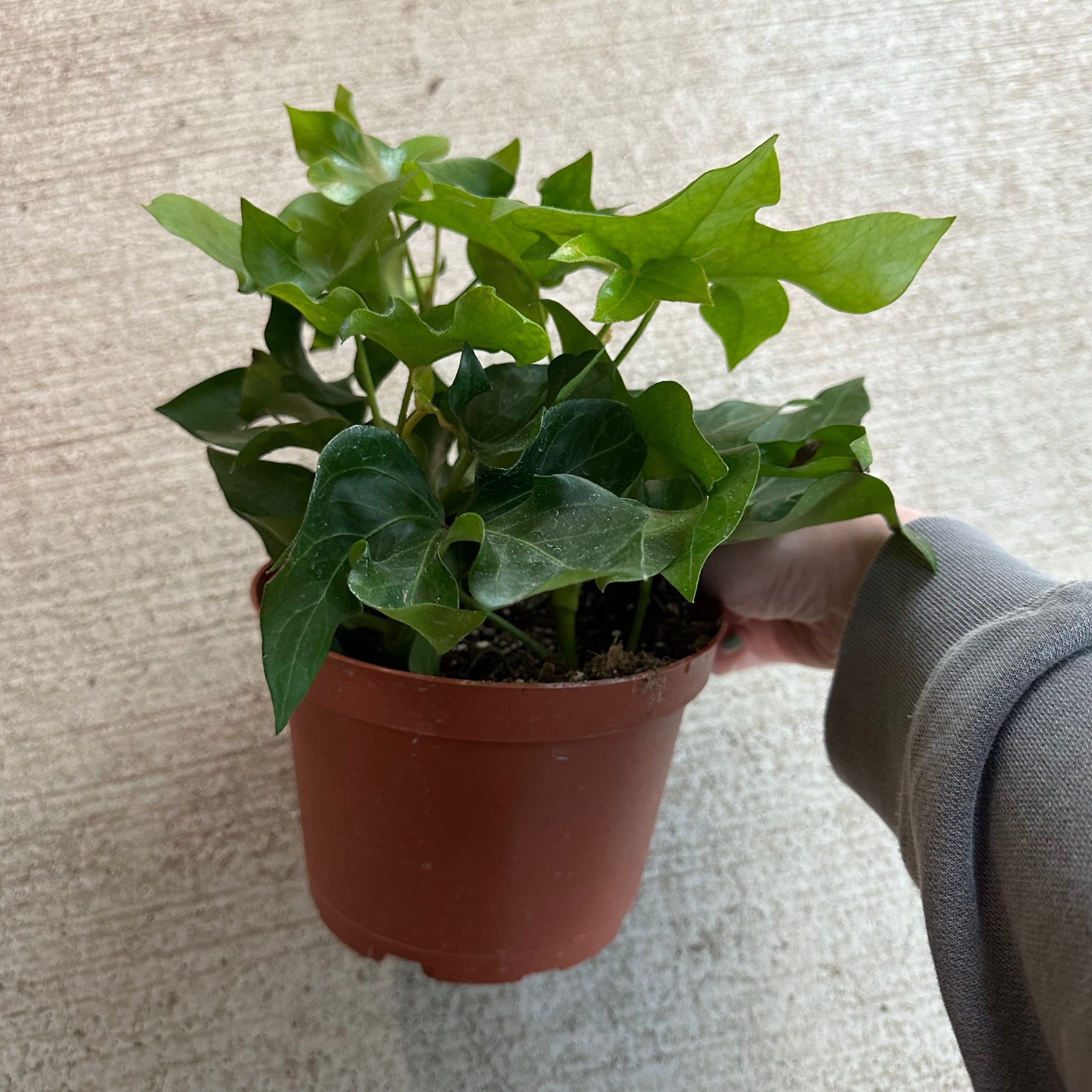 ivy tree house plant Fatshedera sp. Liz 'Pia' Green 6"