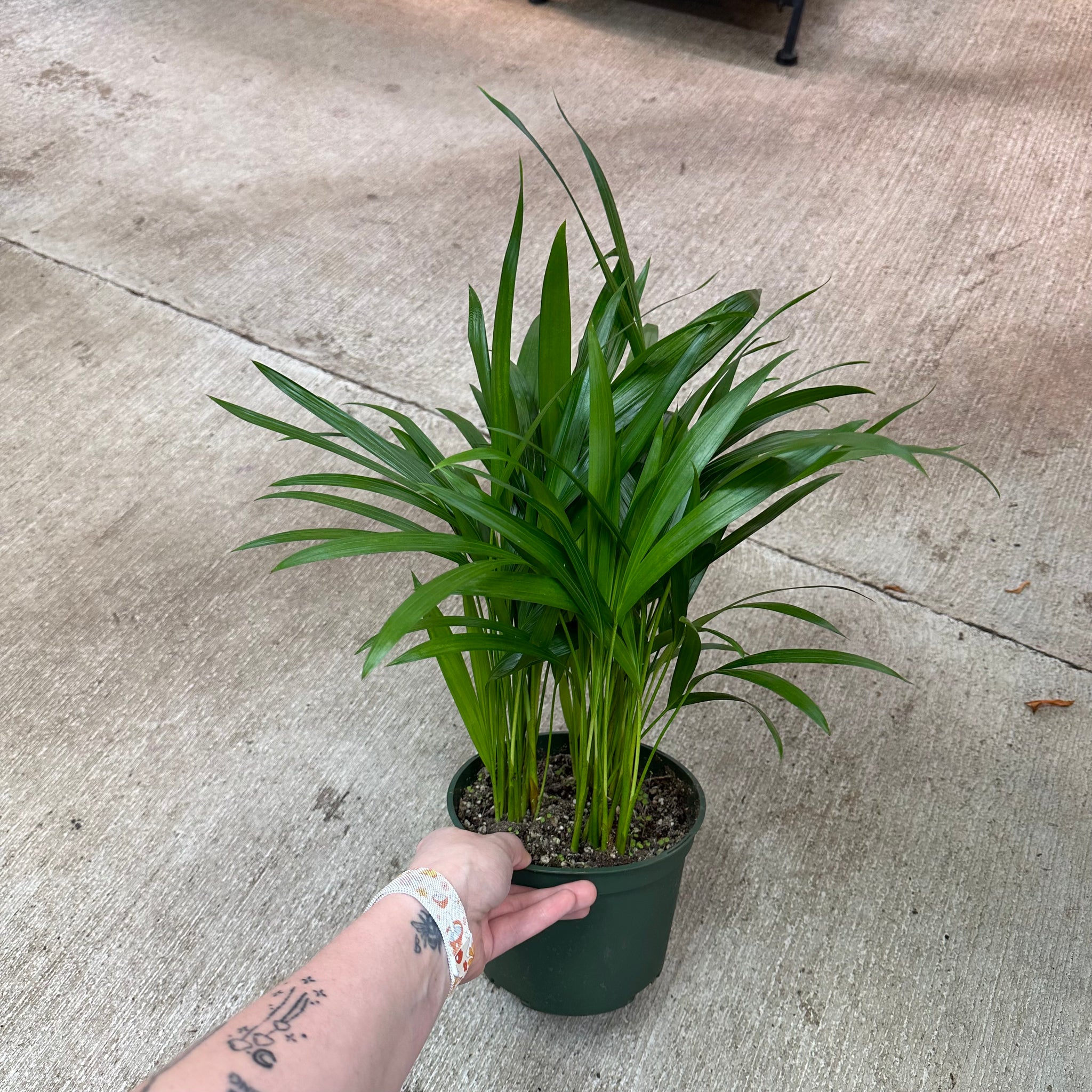 areca palm small size Dypsis lutescens 6"