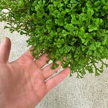 Load image into Gallery viewer, Selaginella sp. 8&quot; HB - Lacey Spikemoss