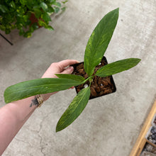 Load image into Gallery viewer, Anthurium vittarifolium variegated 4&quot;