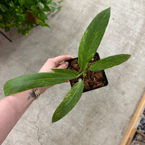 Anthurium vittarifolium variegated 4"