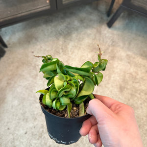 Hoya carnosa 'Compacta' 4" - Rope Wax Plant