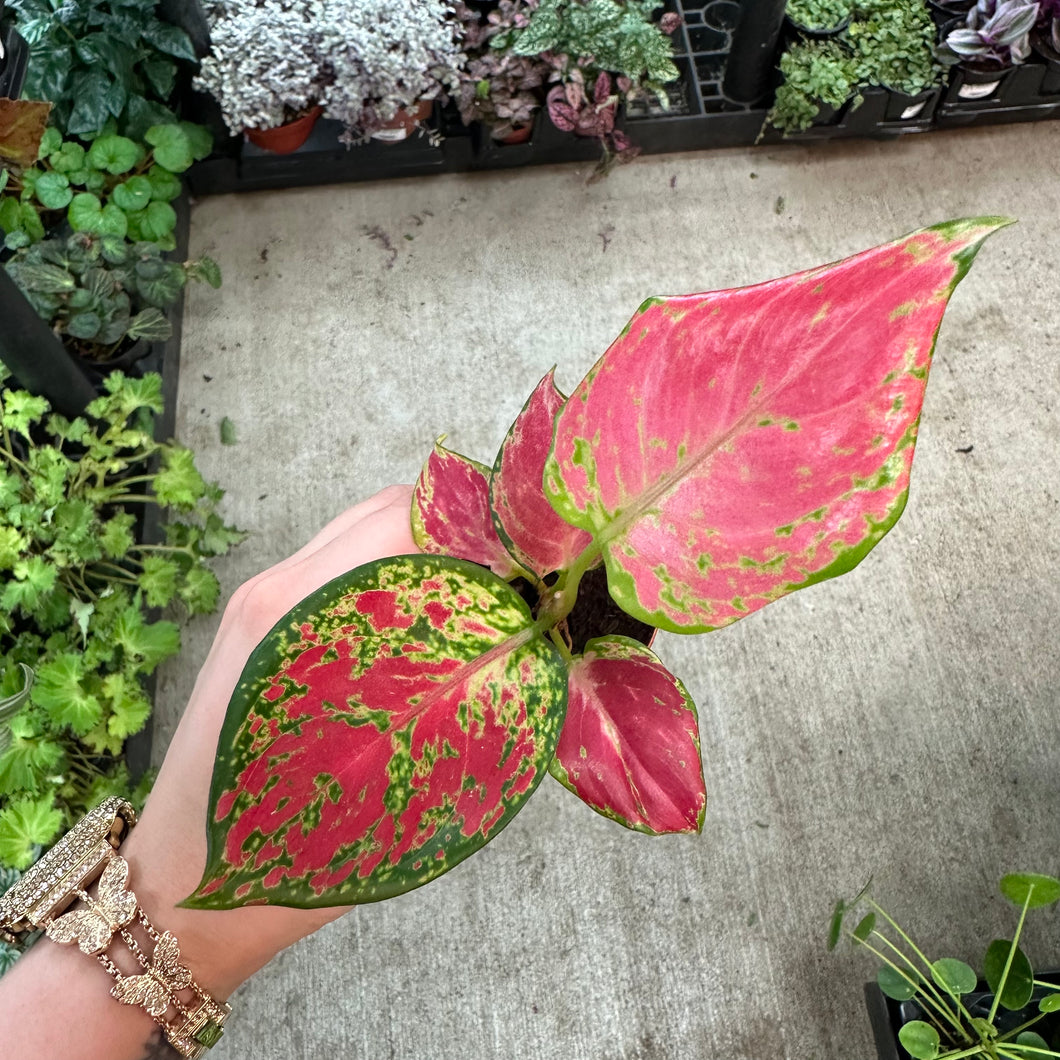aglaonema red zirkon Aglaonema Richard 2"