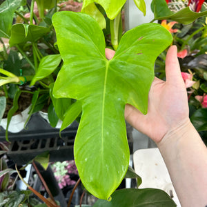 philodendron bipennifolium golden violin Philodendron Bipennifolium Aurea 6"