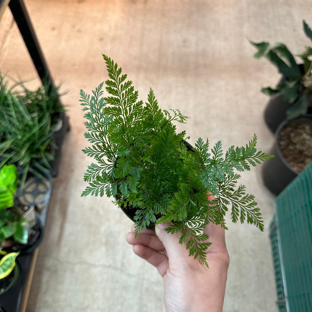 Davallia fejeensis 4