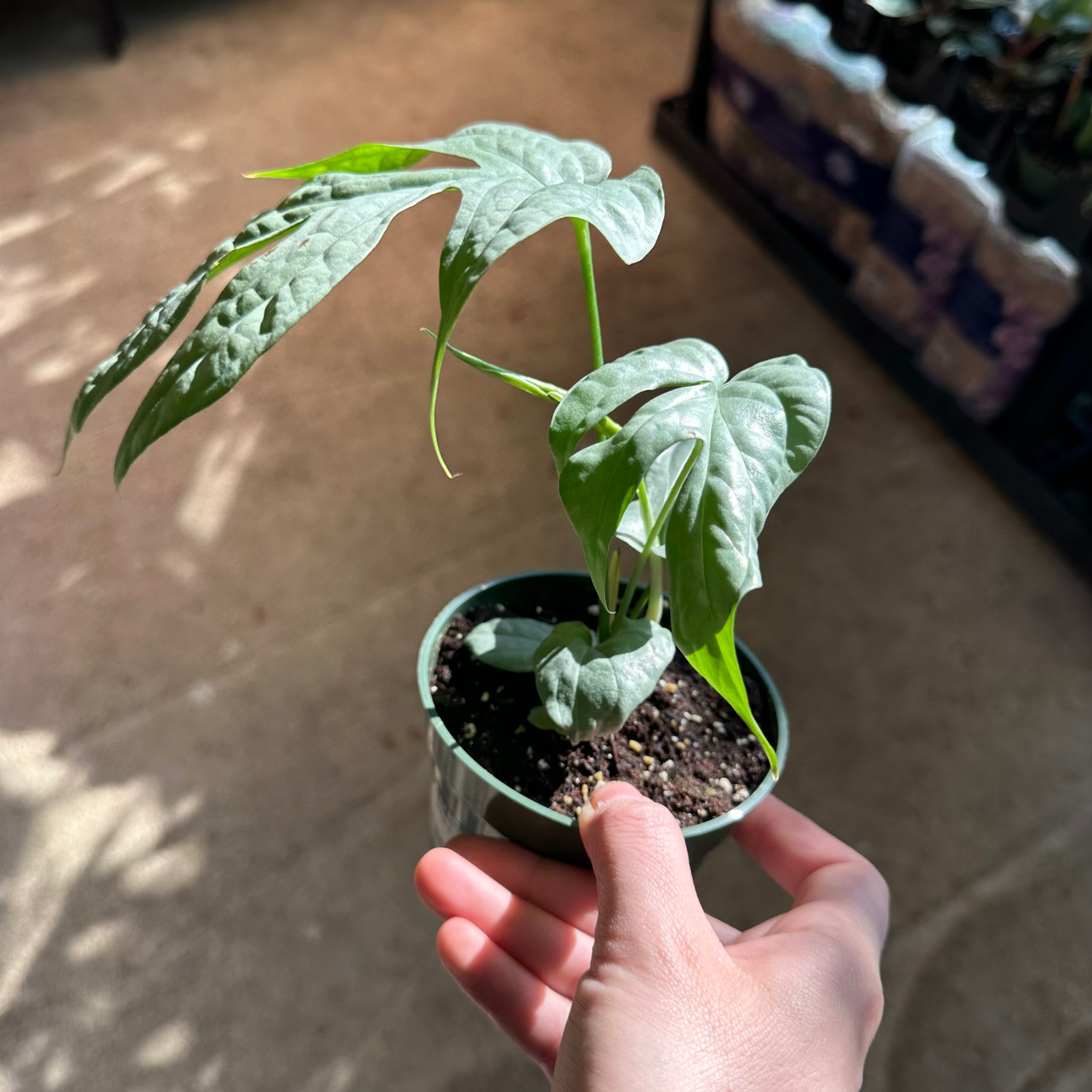 philodendron amydrium silver Amydrium Silver 4"