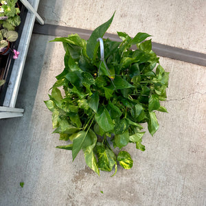 hb pothos golden plant Epipremnum aureum 8" HB MOTHER PLANT