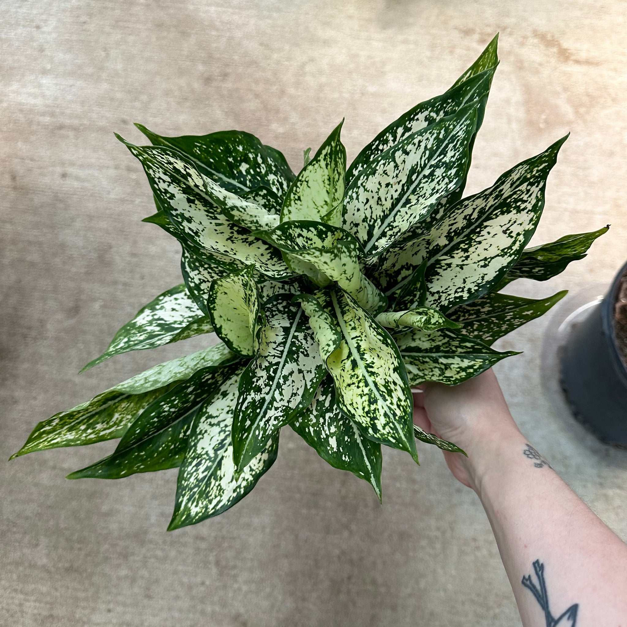 aglaonema first diamond vs snow white Aglaonema 'First Diamond' 6"