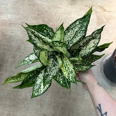 Aglaonema 'First Diamond' 6