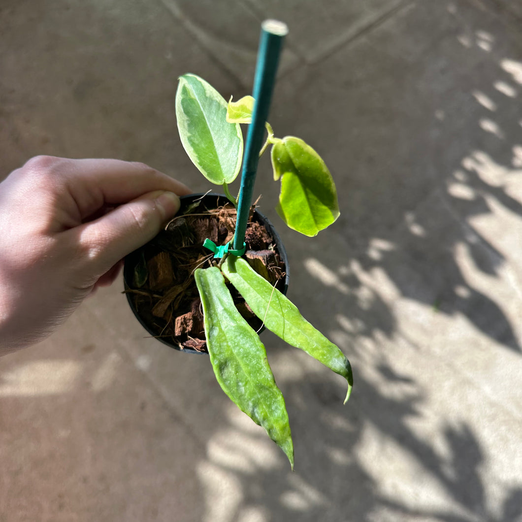 Hoya kenejiana outer variegation 2