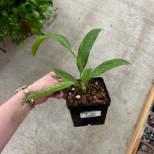 Load image into Gallery viewer, Anthurium vittarifolium variegated 4&quot;