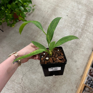 Anthurium vittarifolium variegated 4"