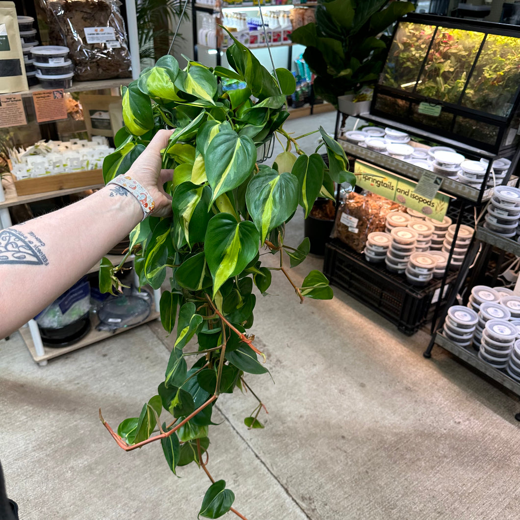 philodendron full size Philodendron h. Brasil 6" – Kent East Hill Nursery