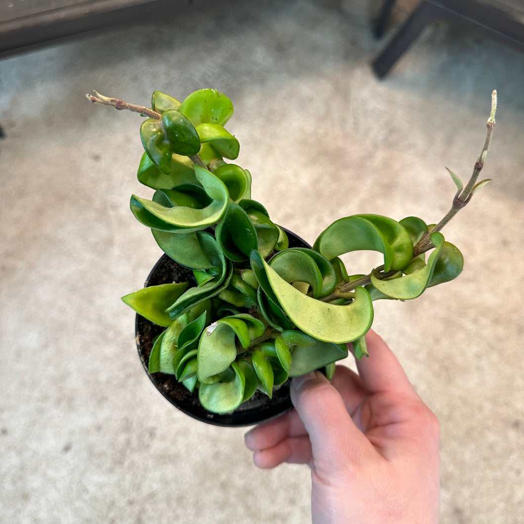 Hoya carnosa 'Compacta' 4