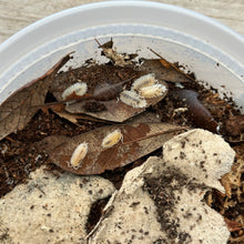 Load image into Gallery viewer, Dalmatian Scaber Isopods