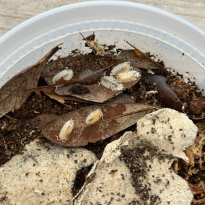 Dalmatian Scaber Isopods