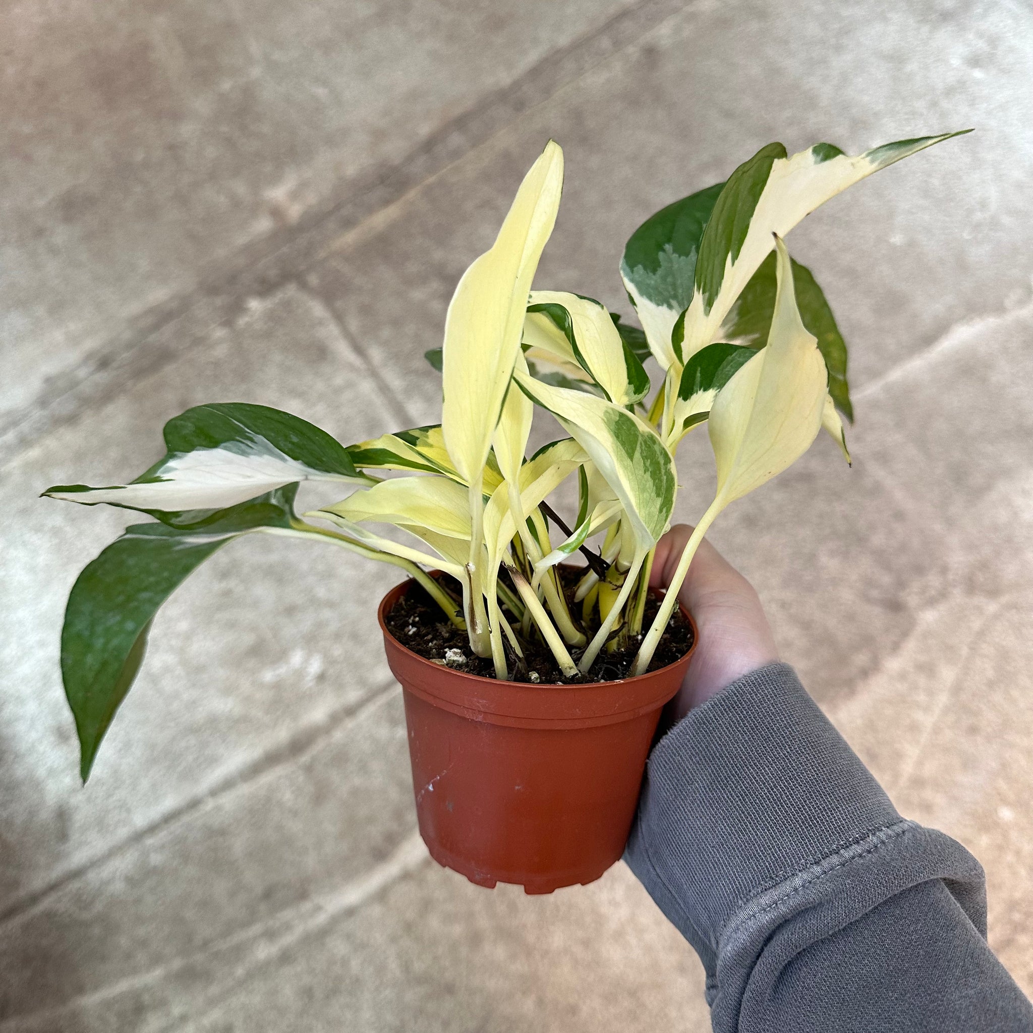 pothos epipremnum sp Epipremnum sp. Manjula Mutant 4"