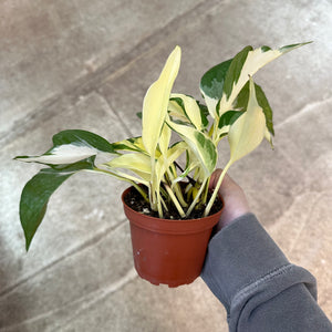 Epipremnum sp. Manjula Mutant 4" - Pothos