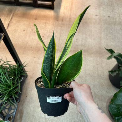 Sansevieria 'Golden Flame' 6