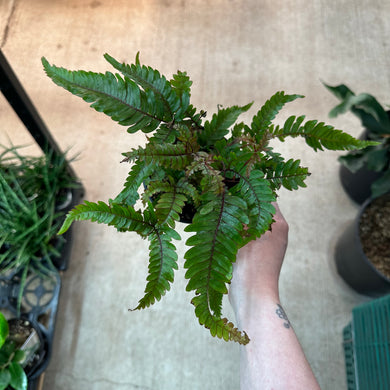 Adiantum hispidulum 4