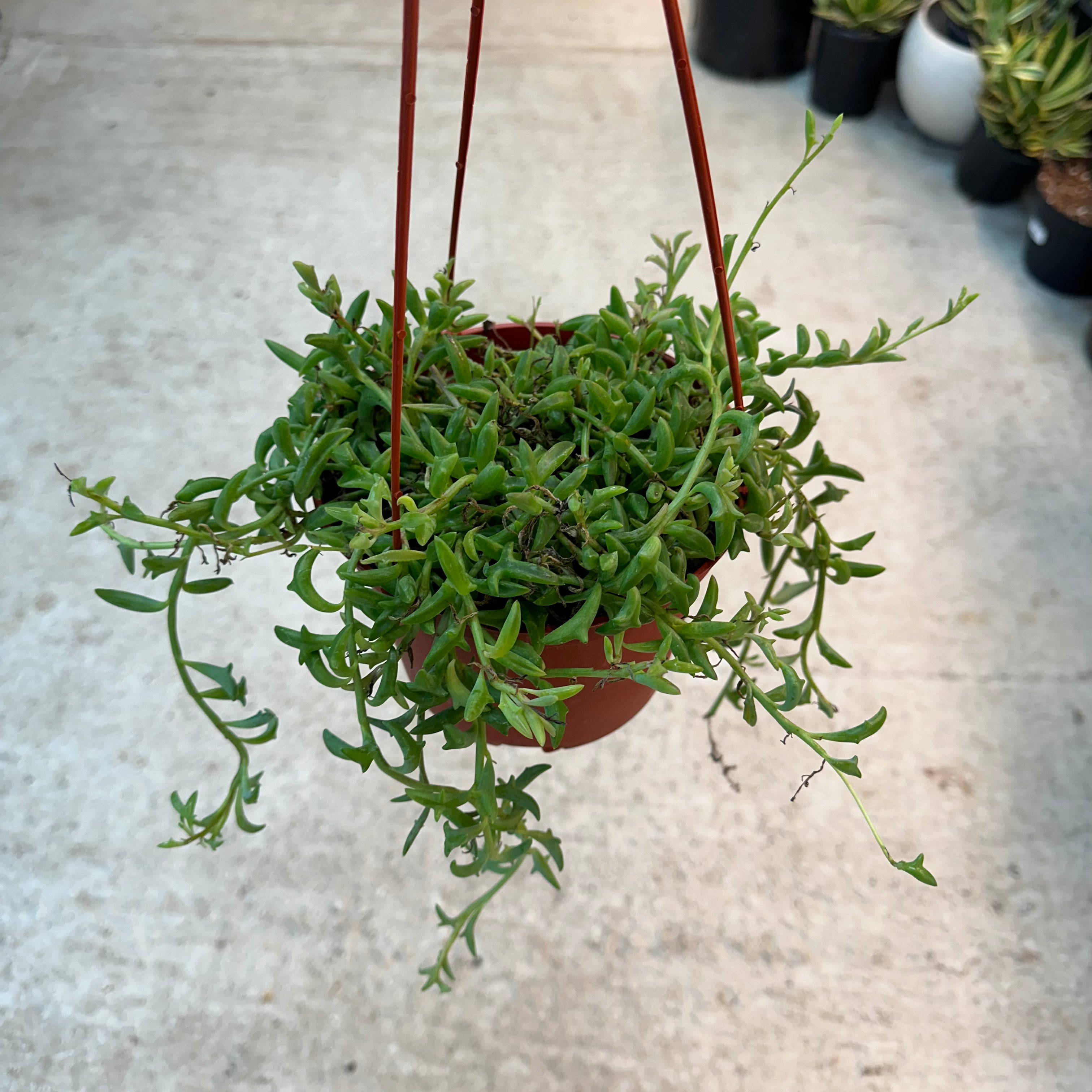dolphin succulent plant near me Senecio peregrinus 6''
