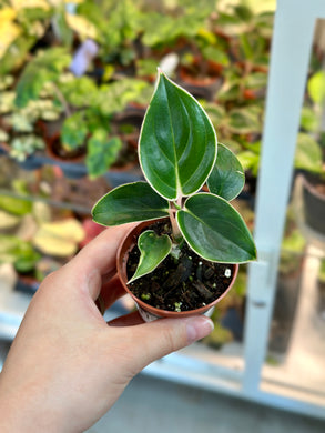 Aglaonema Khanza 2