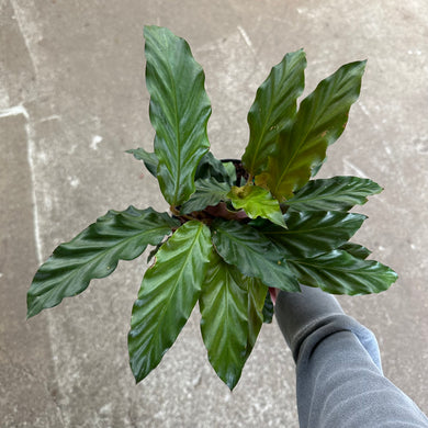 Calathea rufibarba 6