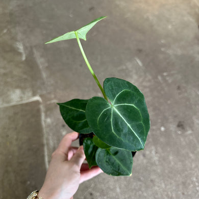 Anthurium Clarinervium 3
