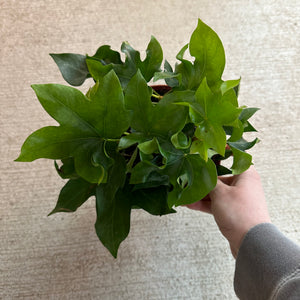 house plant with five pointed leaves Fatshedera sp. Liz 'Pia' Green 6"