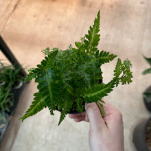 Load image into Gallery viewer, Rumohra adiantiformis &#39;Variegata&#39; 4&quot; - Leatherleaf Fern