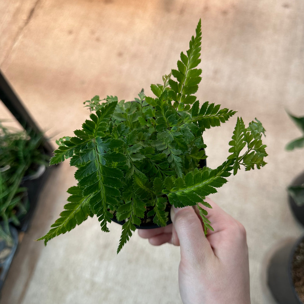 Rumohra adiantiformis 'Variegata' 4