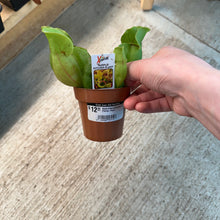 Load image into Gallery viewer, Nepenthes purpurea 3&quot; - Pitcher Plant