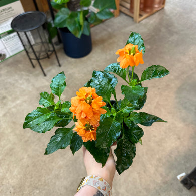 Crossandra Sundance 4